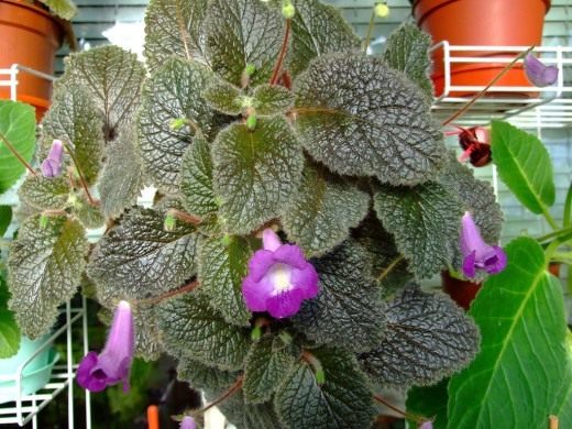Эукодония (Eucodonia)