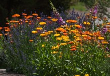 Цветник (Flower garden)