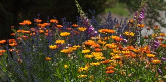 Цветник (Flower garden)