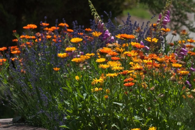 Цветник (Flower garden) Цветник (Flower garden)