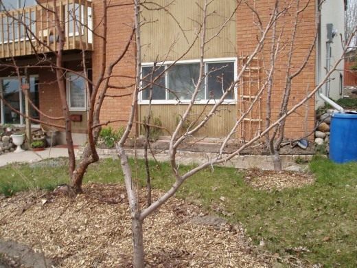 Обрезка плодовых деревьев (Fruit tree pruning)