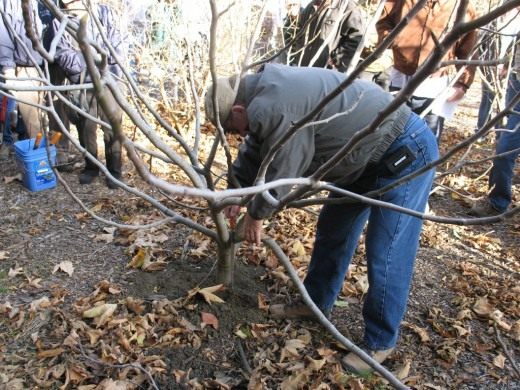 Обрезка плодовых деревьев (Fruit tree pruning)