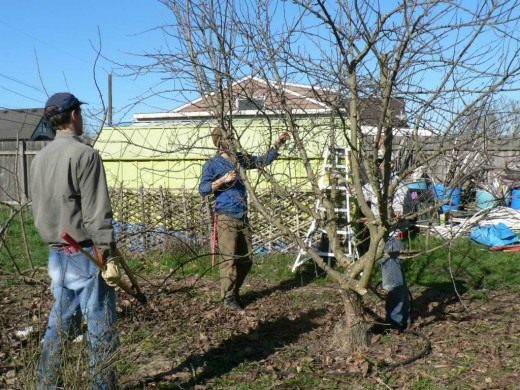 Обрезка плодовых деревьев (Fruit tree pruning)