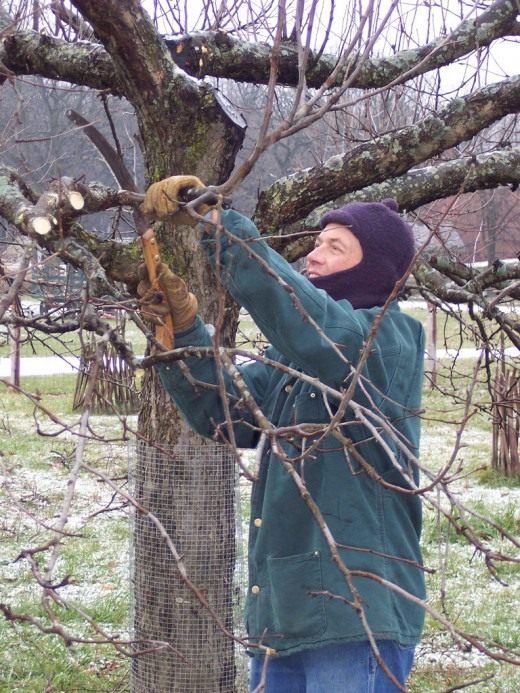 Обрезка плодовых деревьев (Fruit tree pruning)