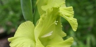 Гладиолус, сорт 'Green Star'
