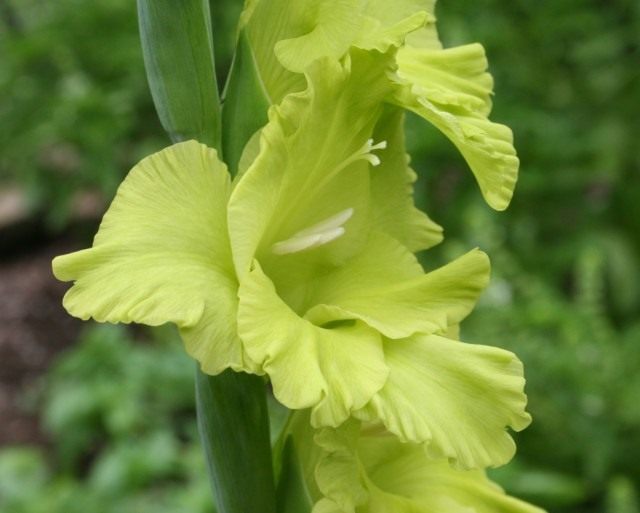Гладиолус, сорт 'Green Star' Гладиолус, сорт 'Green Star'