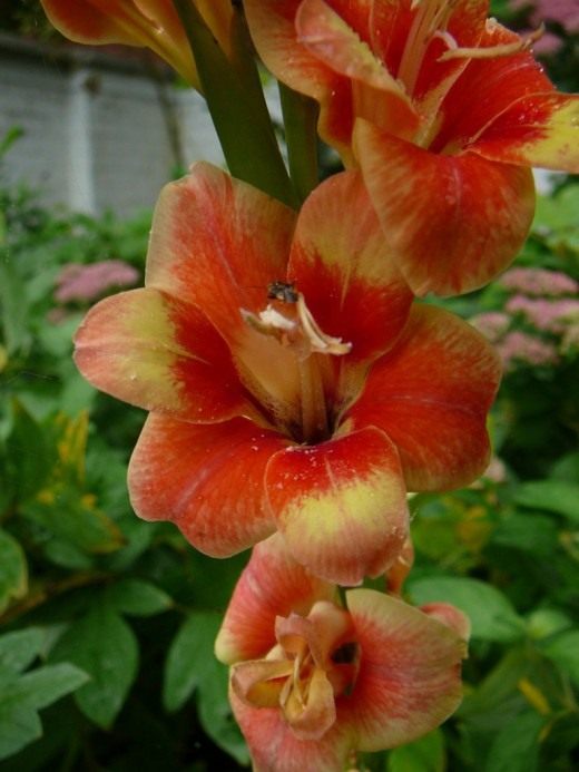 Гладиолус (Gladiolus)