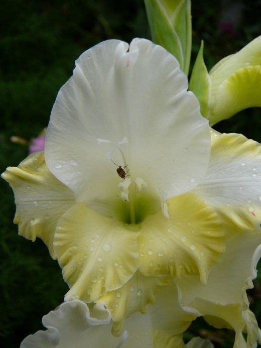 Гладиолус (Gladiolus)