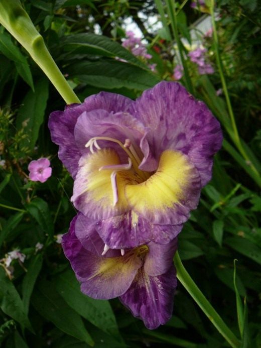 Гладиолус (Gladiolus)