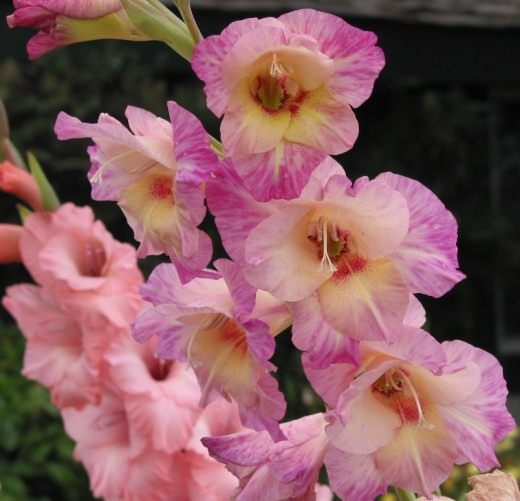 Гладиолус (Gladiolus)