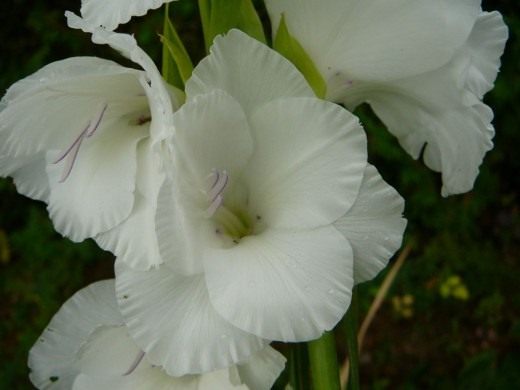 Гладиолус (Gladiolus)