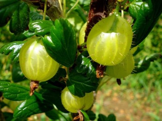 Крыжовник (Gooseberry)