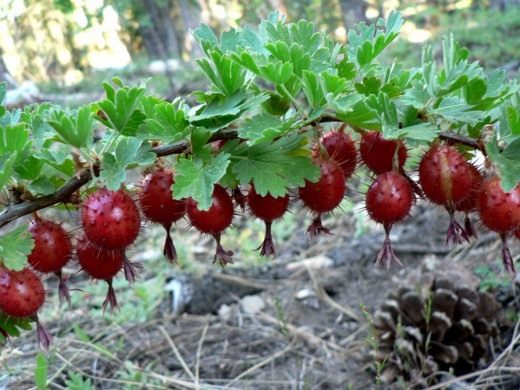Крыжовник (Gooseberry)