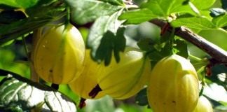 Секреты выращивания крыжовника