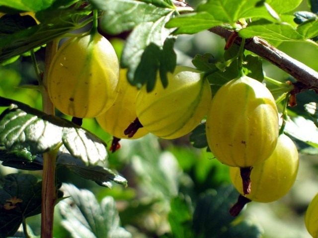 Секреты выращивания крыжовника Секреты выращивания крыжовника