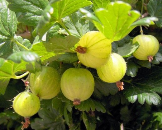 Крыжовник (Gooseberry)