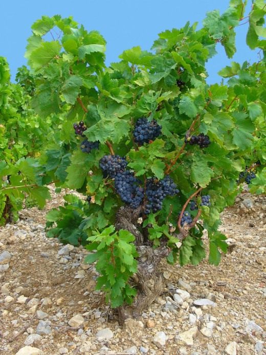 Виноград (Grapes)