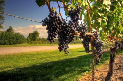 Виноград (Grapes)