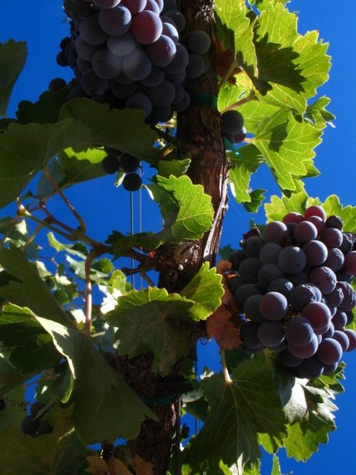 Виноград (Grapes)