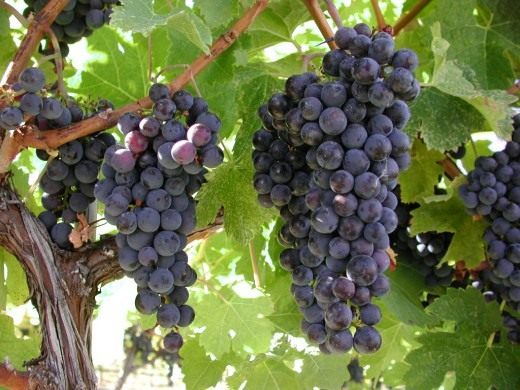Виноград (Grapes)