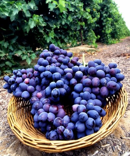 Виноград (Grapes)