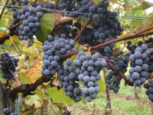 Виноград (Grapes)