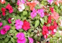 Бальзамин, Недотрога, или Ванька-мокрый - Комнатные растения Бальзамин, Недотрога, Ванька-мокрый, или Огонёк