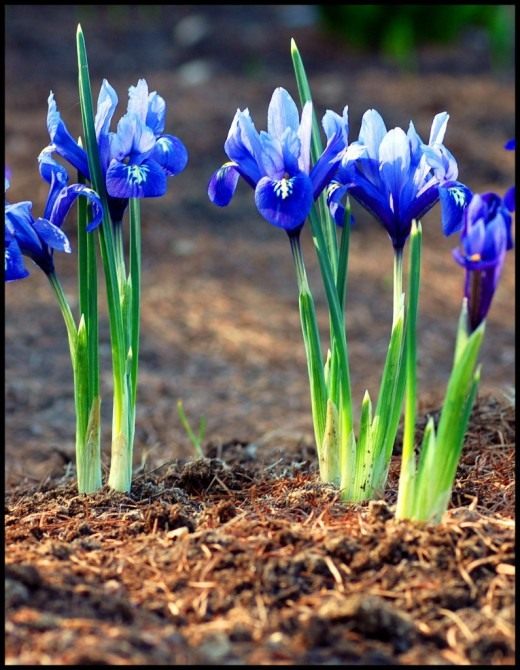 Иридодиктиум (Iridodictyum) Иридодиктиум (Iridodictyum)