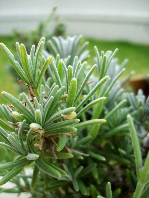 Лаванда (Lavender)