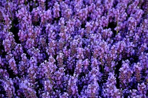Лаванда (Lavender)