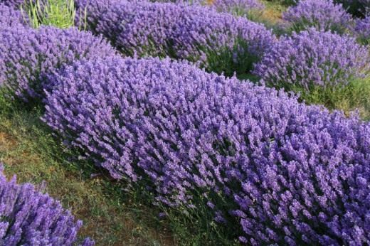 Лаванда (Lavender)