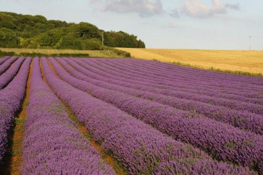 Лаванда (Lavender)