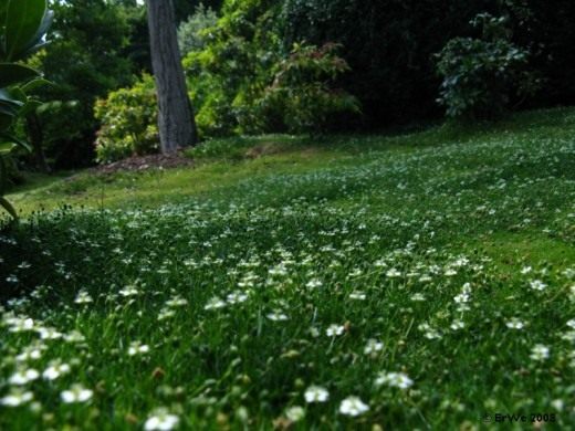 Газон (Lawn)