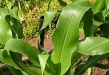 Кукуруза сахарная, также маис (Zea mays)