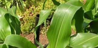 Кукуруза сахарная, также маис (Zea mays)