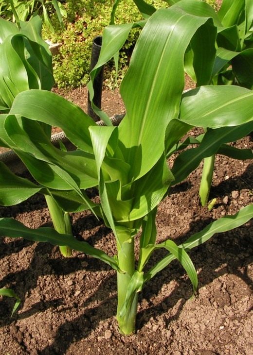 Кукуруза сахарная, также маис (Zea mays) Кукуруза сахарная, также маис (Zea mays)