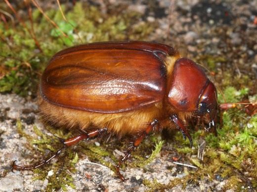 Хрущ (Melolonthinae)
