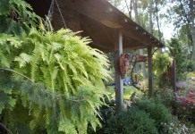 Нефролепис