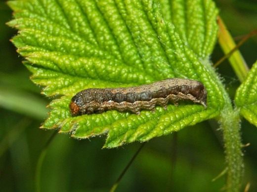 Гусеница совки (Noctuidae)