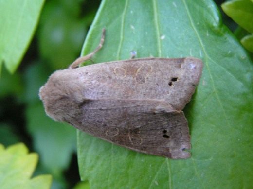 Бабочка совки (Noctuidae)