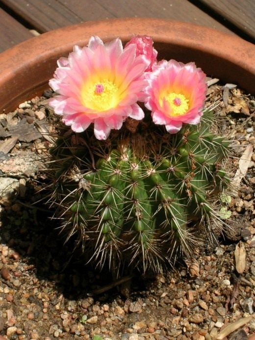 Нотокактус Хертера, или Пародия Хертера (Notocactus herteri, Parodia herteri)
