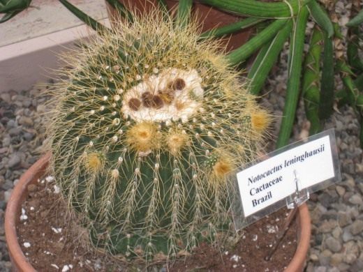 Нотокактус, Пародия, или Эриокактус Ленингхауза (Notocactus leninghausii, Parodia leninghausii, Eriocactus leninghausii)