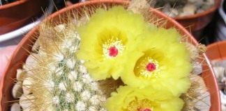 Нотокактус метельчатый, или Пародия метельчатая (Notocactus scopa, Parodia scopa)