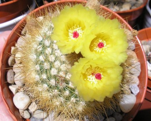 Нотокактус метельчатый, или Пародия метельчатая (Notocactus scopa, Parodia scopa) Нотокактус метельчатый, или Пародия метельчатая (Notocactus scopa, Parodia scopa)