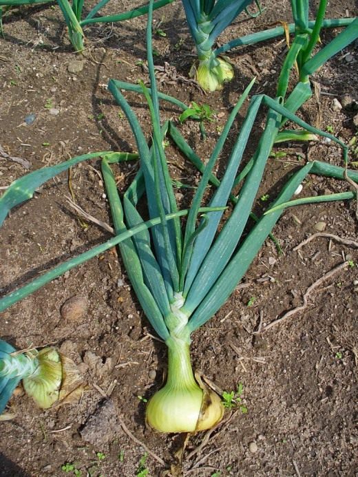Лук (Onion)