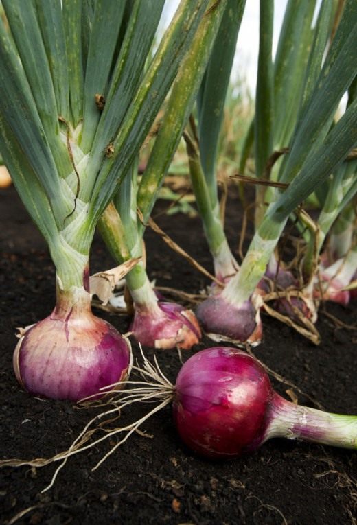 Лук (Onion)