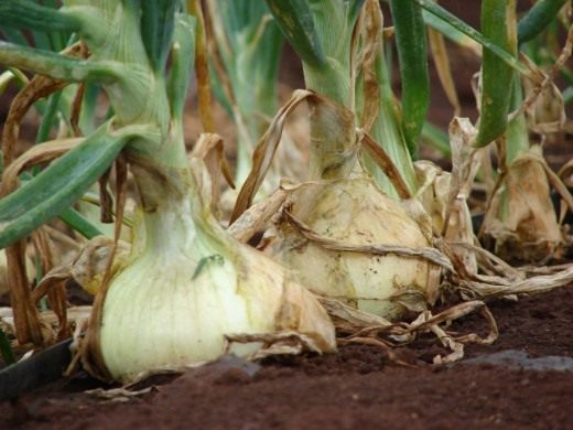 Лук (Onion)