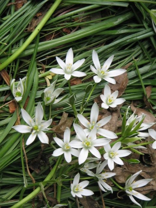 Птицемлечник (Ornithogallum)