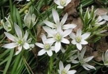 Птицемлечник — белые звезды - Цветник и ландшафт