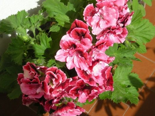 Пеларгония крупноцветковая (Pelargonium grandiflorum)
